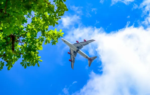 Picture the sky, branches, the plane