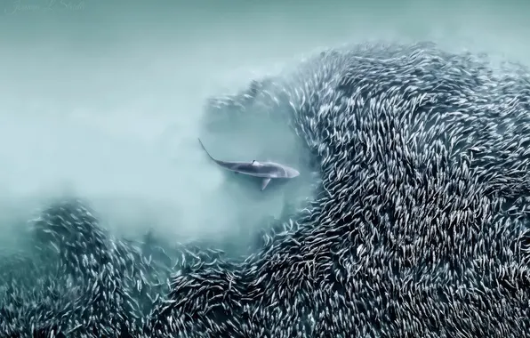 Picture sea, shark, hunt, aerial view, fishs