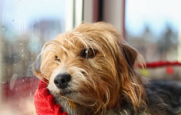 Picture sadness, dog, window