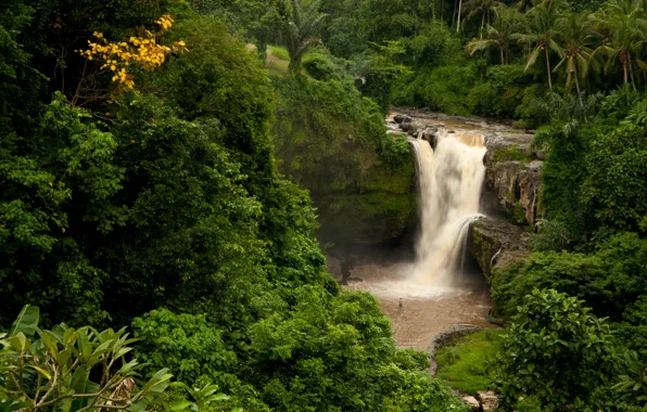 Forest, rock, palm trees, waterfall, Bali, Indonesia, Tegenungan Waterfall, Indonesia
