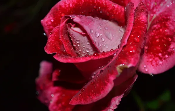 Flower, drops, macro, rose, petals, Bud, black background, red