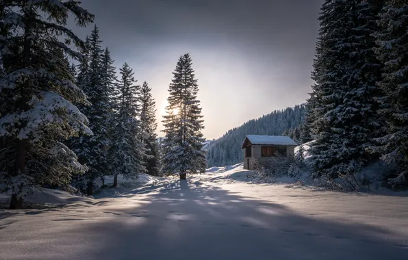 Picture winter, forest, nature, morning