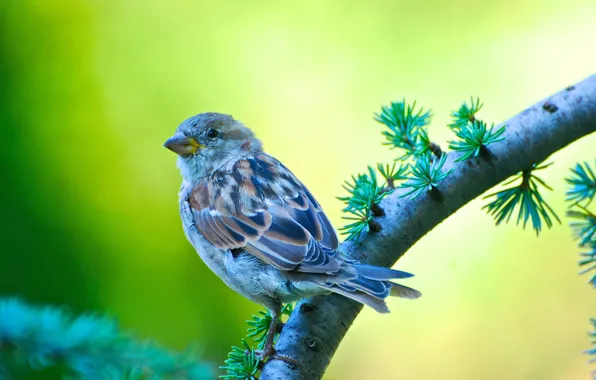 Nature, bird, branch, Sparrow