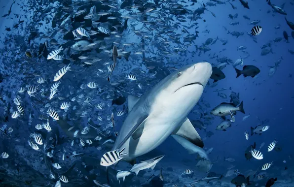 Picture sea, fish, shark