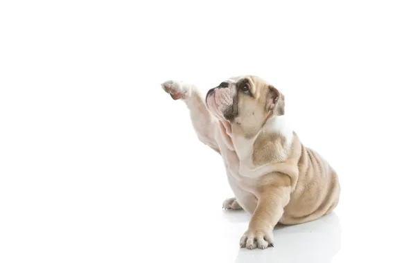 Picture dog, puppy, white background, profile, English bulldog