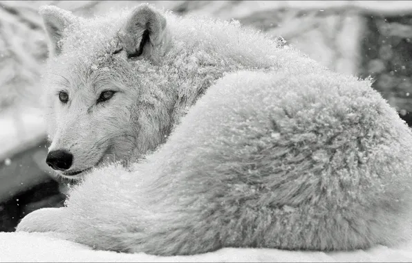 Snow, wolf, Animals