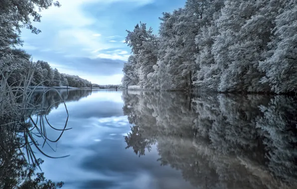Trees, nature, river