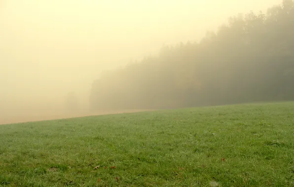 Forest, grass, trees, fog