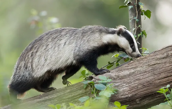 Nature, log, badger