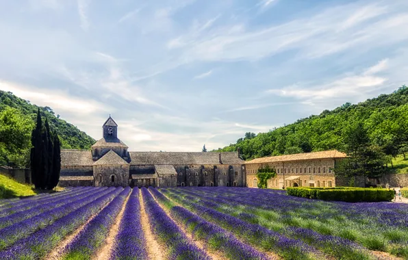 Trees, flowers, France, slope, hdr, lavender, Provence, Proud