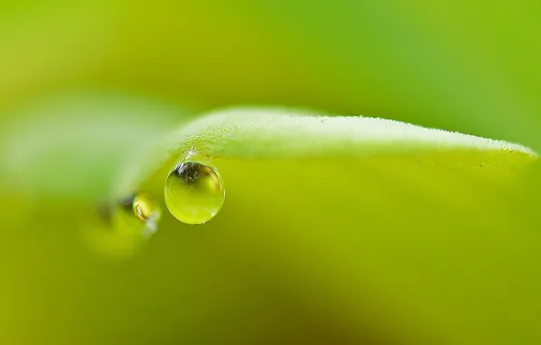 Picture nature, sheet, green, Rosa, drop