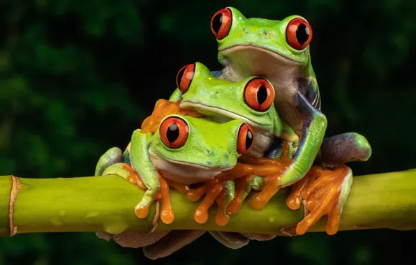 Frog, frogs, trio, red-eyed tree frog