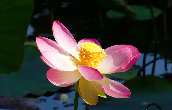 Picture leaves, water, flowers, pond, the dark background, one, petals, Lotus