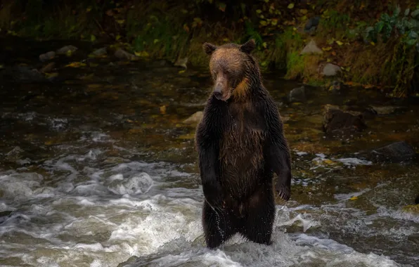 Wet, pose, river, stones, shore, for, bear, bathing