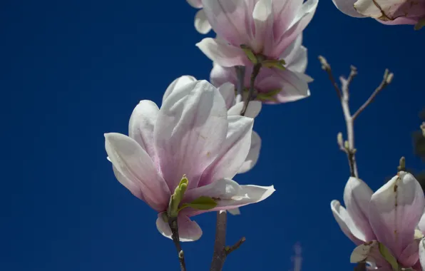 The sky, buds, pink flowers, against the sky