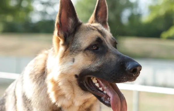 Face, dog, mouth, shepherd, German