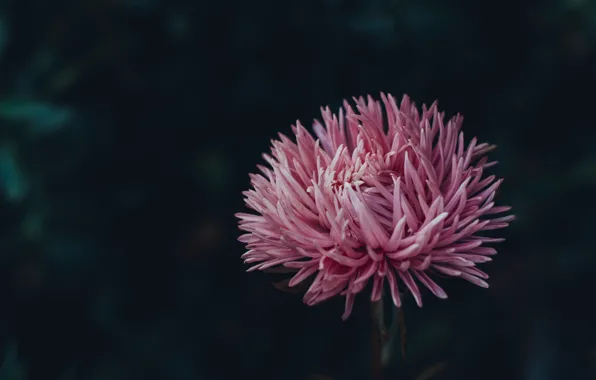 Nature, Flower, Plant, Plants, Nature, Beautiful, Flower, Flora