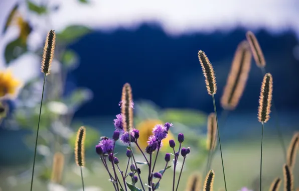 Macro, flowers, plant, stem