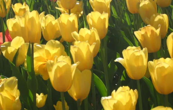 Picture flowers, yellow, tulips