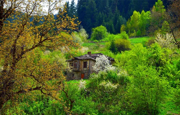 Greens, Spring, Trees, House, Nature, Spring, Flowering, Trees
