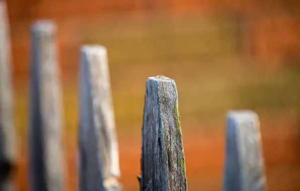 Trees, background, the fence