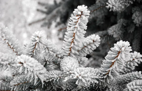 Winter, frost, tree