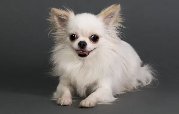Picture dog, animal, cute, chihuahua, adorable, doggy, domestic, breed