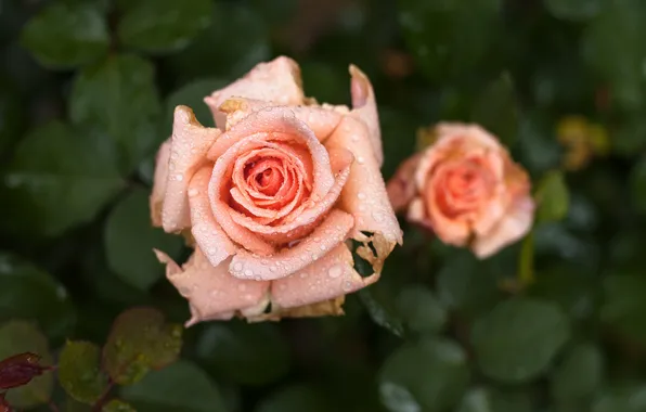 Flowers, roses, macro. Rosa