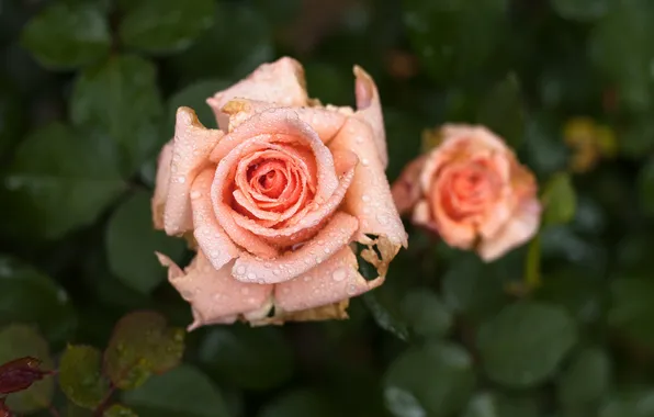 Flowers, rose, macro. Rosa
