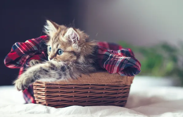 Basket, blanket, kitty, Daisy, © Benjamin Torode