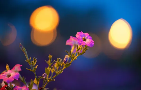 Picture leaves, light, Shine, petals, stem, Blik, Petunia