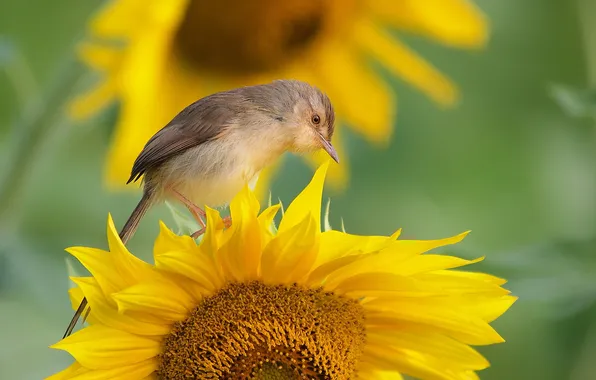 Background, bird, sunflower