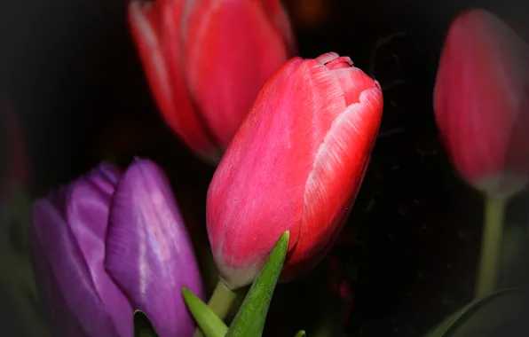 Leaves, macro, nature, spring, petals, tulips