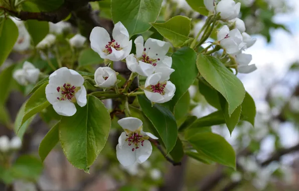 White, leaves, branches, green, petals, flowering, pear