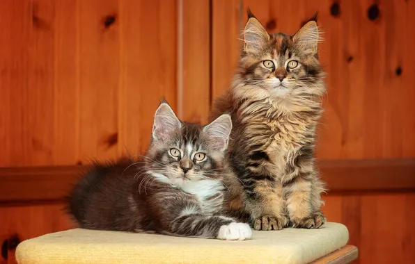 Look, cats, pose, kitty, Board, kittens, lies, grey