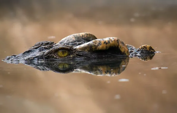 Nature, eyes, crocodile