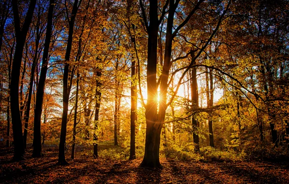 Picture autumn, forest, light, trees, branches