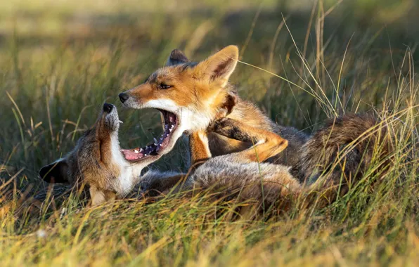 Summer, nature, Fox