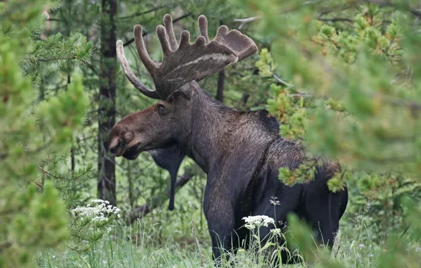 Forest, horns, moose