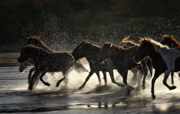 Squirt, river, horse, the herd