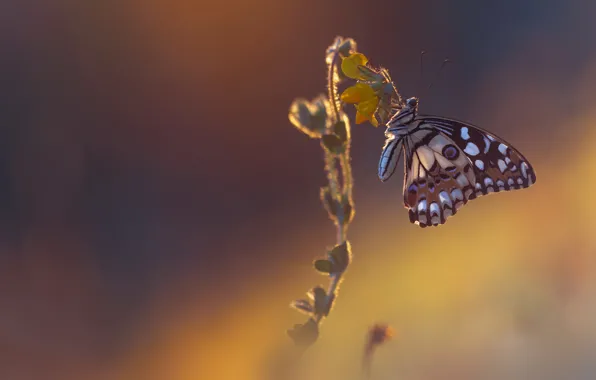 Picture macro, light, flowers, background, butterfly, plant, stem, bokeh