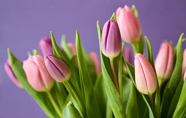 Picture bouquet, tulips, nature, blossom, flowers, leaves, tulips, plant