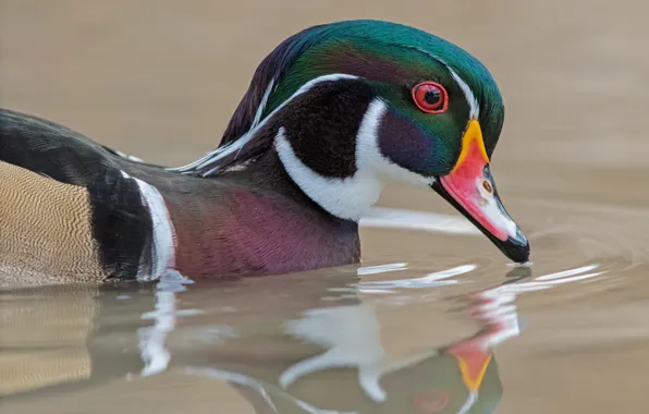 Bird, portrait, duck, pond, Drake, wood duck, karolinka