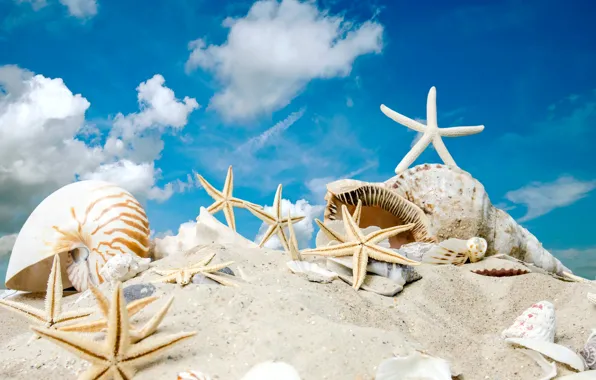 Sand, sea, beach, the sun, stars, shell, summer, sunshine