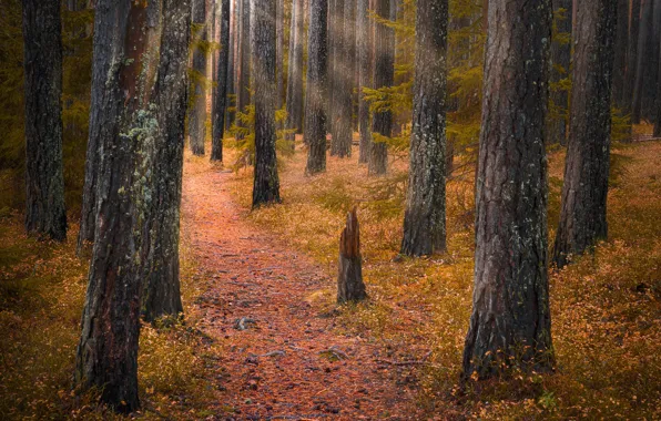 Autumn, forest, trees, Norway, path, Norway, RINGERIKE, Ringerike