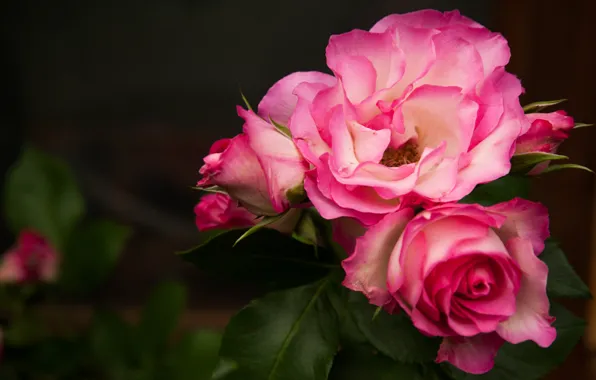 Picture macro, background, roses, petals, buds