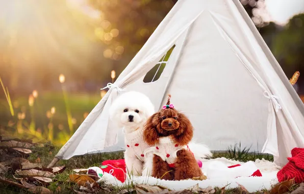 Dogs, look, nature, pose, a couple, two dogs, faces