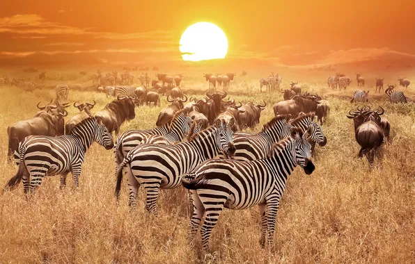Picture zebra, wildlife, wild, travel, wilderness, tanzania