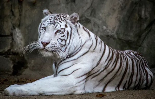Picture white, tiger, handsome