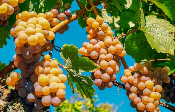 Ripe, Fruit, Grapes, Sweet, Vine